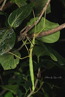 <i>Phasmotaenia lanyuhensis</i> Species of stick insect