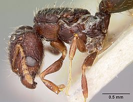 Pheidole annemariae