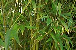 Thumbnail for Phyllostachys dulcis