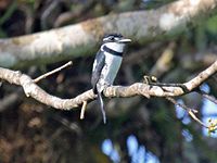 Puffbird, Pied Notharchus tectus