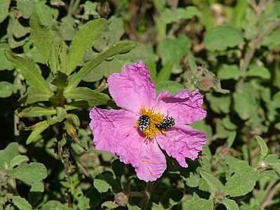 A Pink Rock-Rose