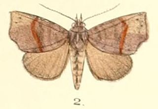 <i>Thalatta</i> Genus of moths