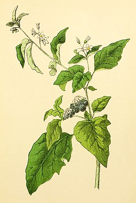 Plantenschat1898 301 145 Zwarte nachtschade. — Solanum nigrum.jpg