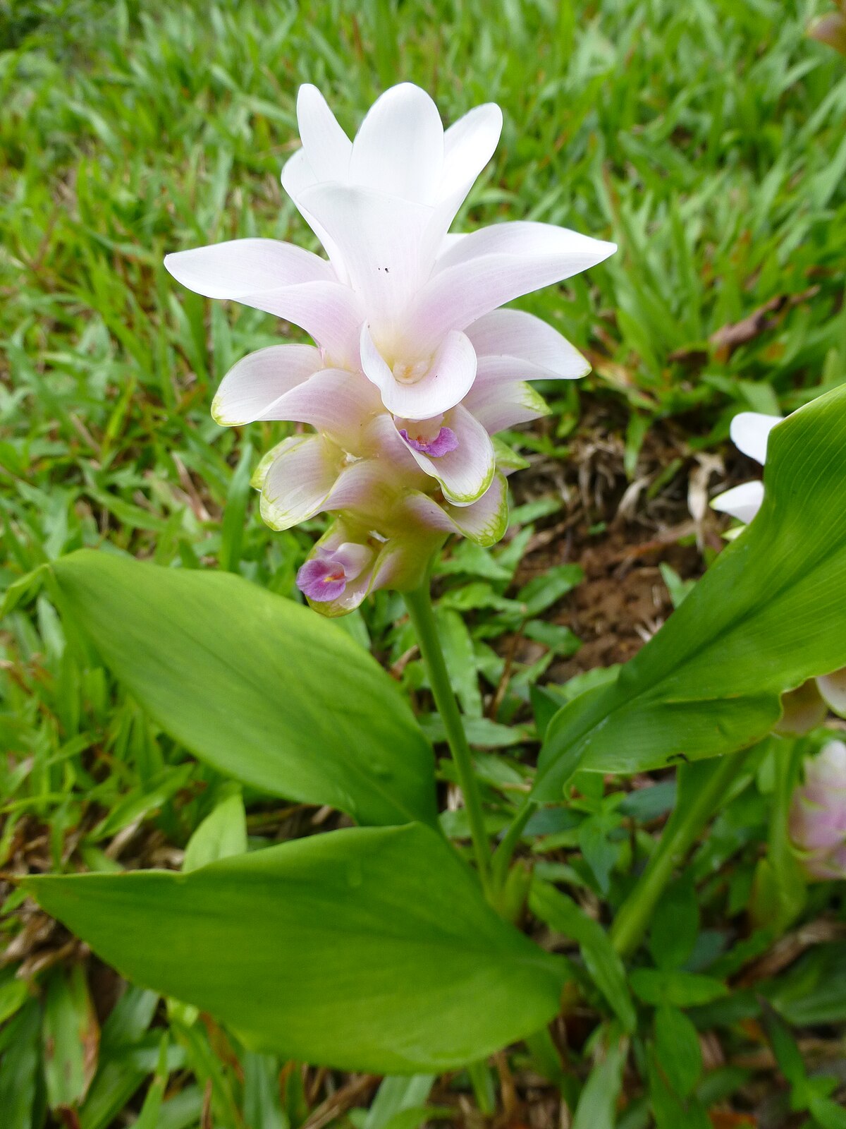 https://upload.wikimedia.org/wikipedia/commons/thumb/7/78/Plants_at_Queen_Sirikit_Botanic_Garden_-_Chiang_Mai_2013_2434.jpg/1200px-Plants_at_Queen_Sirikit_Botanic_Garden_-_Chiang_Mai_2013_2434.jpg