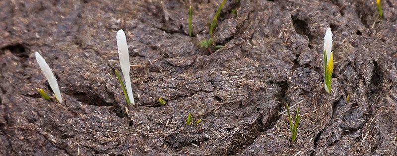 File:Plants on feces.jpg