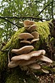   Lung Oyster (Pleurotus pulmonarius)