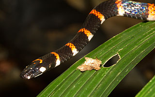 <i>Pliocercus euryzonus</i> Species of snake