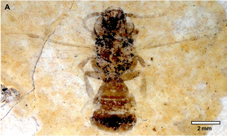 A. antoinei fossil