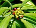 Podocarpus henkelii