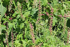 Pokeweed