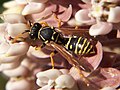 European Paper Wasp Polistes dominula Nectaring on milkweed