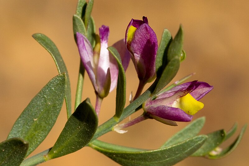 File:Polygala subspinosa - Flickr - aspidoscelis (4).jpg