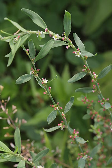 Polygonum