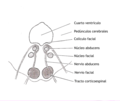 Sección axial del tronco encefálico (Pons) a nivel del colículo facial.