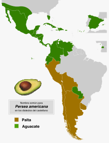 Nombre común del fruto de Persea americana en castellano.