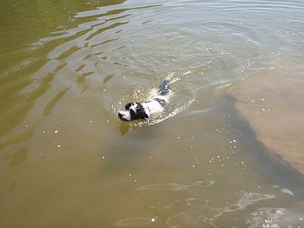 Modern Portuguese Water Dogs are agile swimmers.