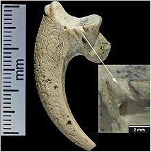 Proposed Neanderthal jewelry: white-tailed eagle claw with striations at the Neanderthal site of Krapina, Croatia, circa 130,000 BP. Possible Neandertal Jewelry White-Tailed Eagle Claws with striations at the Neanderthal site of Krapina, Croatia, 130,000 BP.jpg