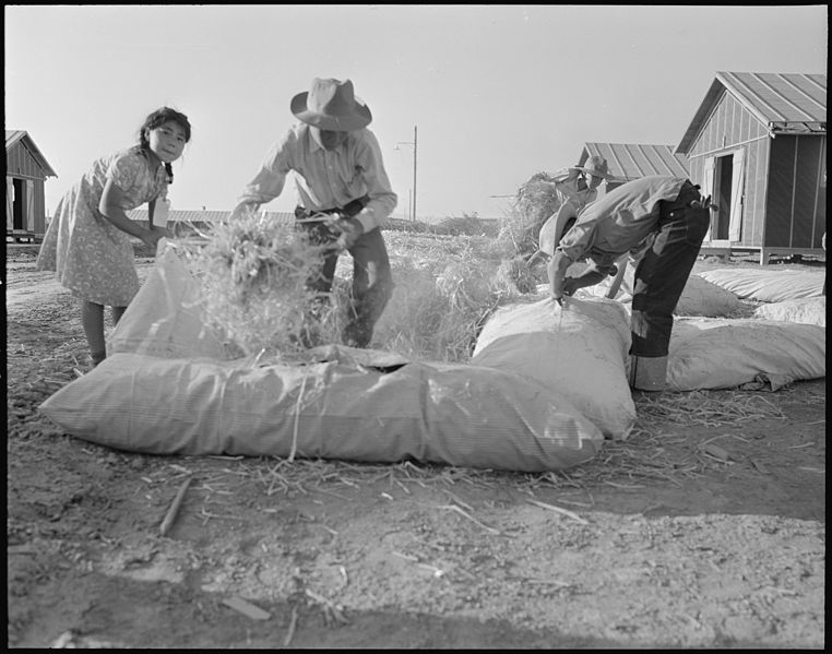 File:Poston, Arizona. Filling straw ticks for mattresses at Colorado River Relocation center for evacuee . . . - NARA - 536109.jpg