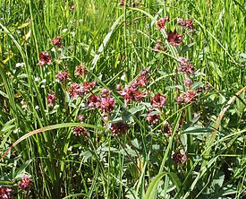 Comarum palustre