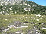 Català: Tossa Plana de Lles-Puigpedrós (Cerdanya, Alt Urgell) (Lles de Cerdanya, les Valls de Valira, Meranges i altres). Fotos preses en una excursió del refugi de Malniu als estanys de Malniu i Mal. This is a a photo of a natural area in Catalonia, Spain, with id: ES510205 Object location 42° 27′ 00″ N, 1° 42′ 00″ E  View all coordinates using: OpenStreetMap Camera location 42° 28′ 33.93″ N, 1° 47′ 36.72″ E    View all coordinates using: OpenStreetMap