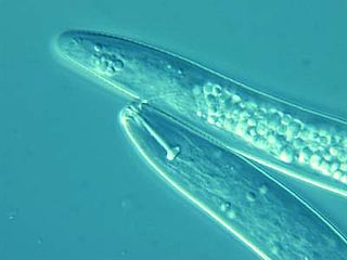 <span class="mw-page-title-main">Pratylenchidae</span> Family of roundworms