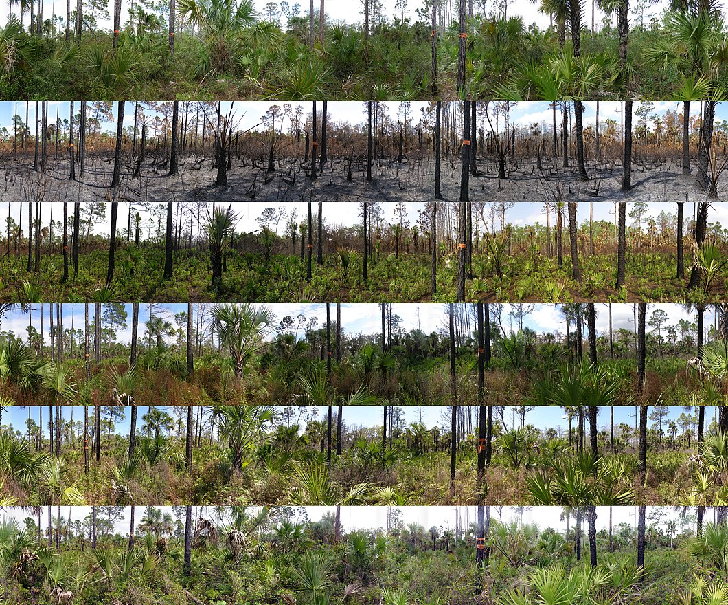A combination of photos taken at a photo point at Florida Panther NWR. The photos are panoramic and cover a 360 degree view from a monitoring point. These photos range from pre-burn to two years post burn.