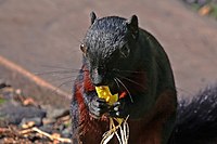 Prevost's squirrel (Callosciurus prevostii pluto) 2.jpg