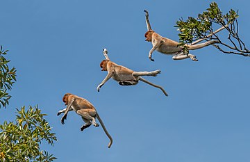 Proboscis monkey (Nasalis larvatus) composite.jpg