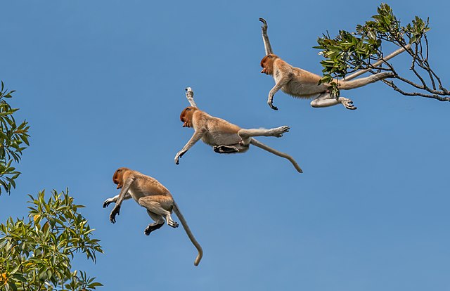 Стробоскопическая фотография прыжка носача (Nasalis larvatus), созданная путем наложения трёх изображений