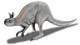 <i>Procoptodon</i> Extinct genus of marsupials