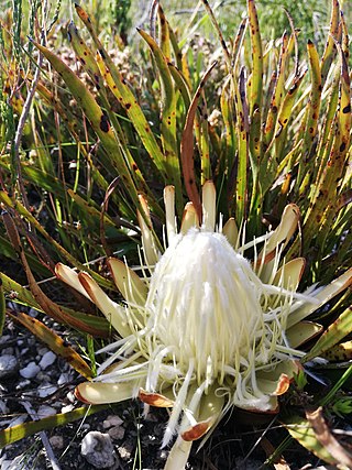 <i>Protea aspera</i> Species of flowering plant in the family Proteaceae