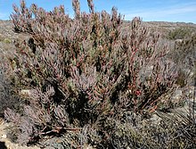 Habitus during a winter drought at Drie Kuilen, Western Cape, South Africa. Protea canaliculata at Drie Kuilen, Western Cape, RSA by Nick Helme 18 Aug 2018.jpg