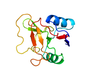 L-selectin protein-coding gene in the species Homo sapiens