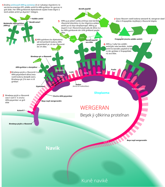 File:Protein synthesis ku.svg