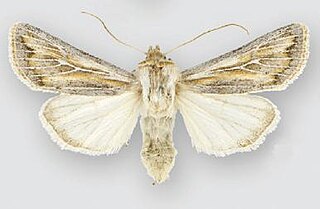 <i>Protogygia comstocki</i> Species of moth