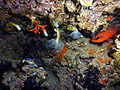 Myriapora truncata (falso coral rojo), protula intestinum en el centro y apogon imberbis (salmonete real) a la derecha en El Portús.