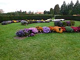 Průhonice - Dendrologická zahrada, chryzantémy