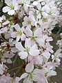 Slivoň vyříznutá (Prunus incisa) - odrůda 'Kojo-no-mai'