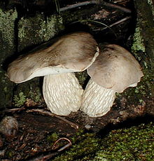 Pseudoaustroboletus valens 263537.jpg