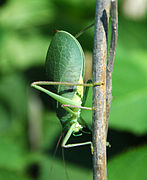 Pterophylla camellifolia