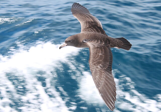 Flesh-footed Shearwater in flight, seen from above