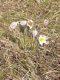 Pulsatilla patens11.jpg