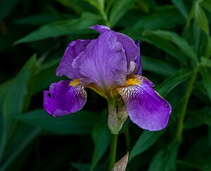 독일붓꽃(Iris × germanica)