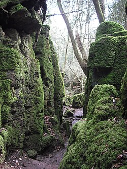 Puzzlewood (Andy Dingley).jpg