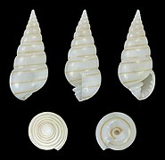 Pyramidella terebelloides, shell