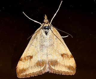 <i>Pyrausta semirubralis</i> Species of moth