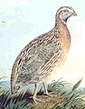 En Badriesli (Coturnix coturnix)