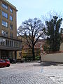 Čeština: Dub letní (Quercus robur) v Řásnovce v Praze. English: Quercus robur in Řásnovka street in Prague.