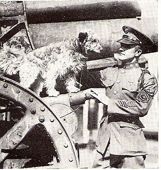 <span class="mw-page-title-main">Rags (dog)</span> WWI mascot dog