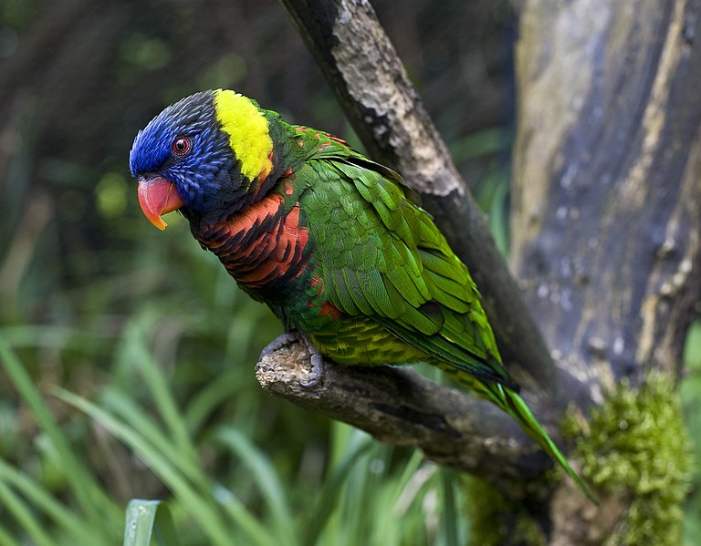 File:RainbowLorikeetOregonZoo.jpg